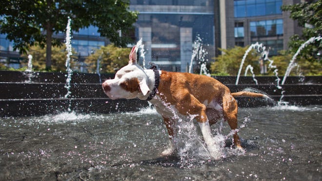 dog heat main.jpg